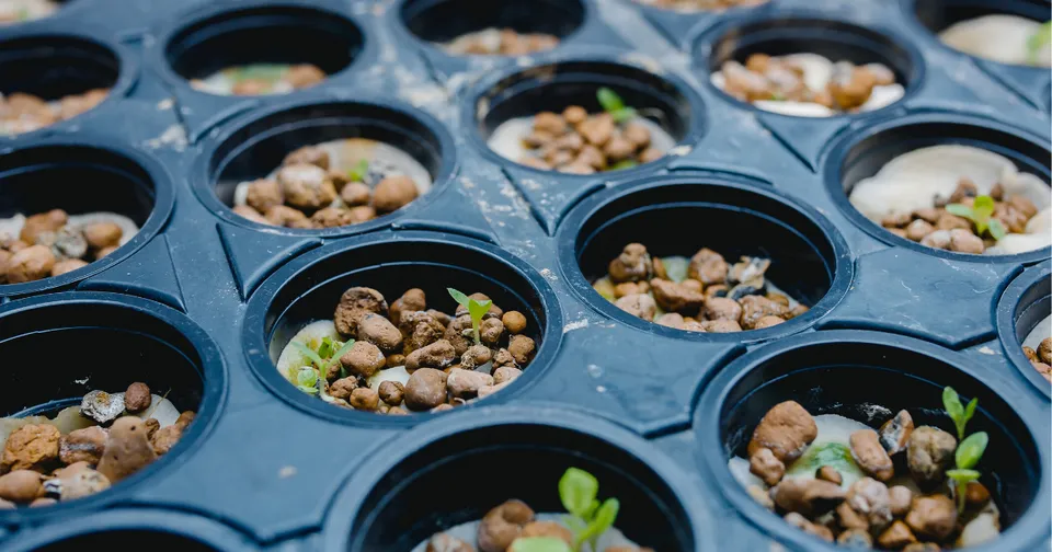 Seedlings growing in black plastic tray cells filled with small pebbles.