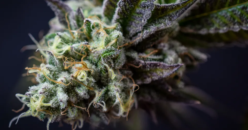 Close-up of a cannabis bud with purple-green leaves and frosty white trichomes