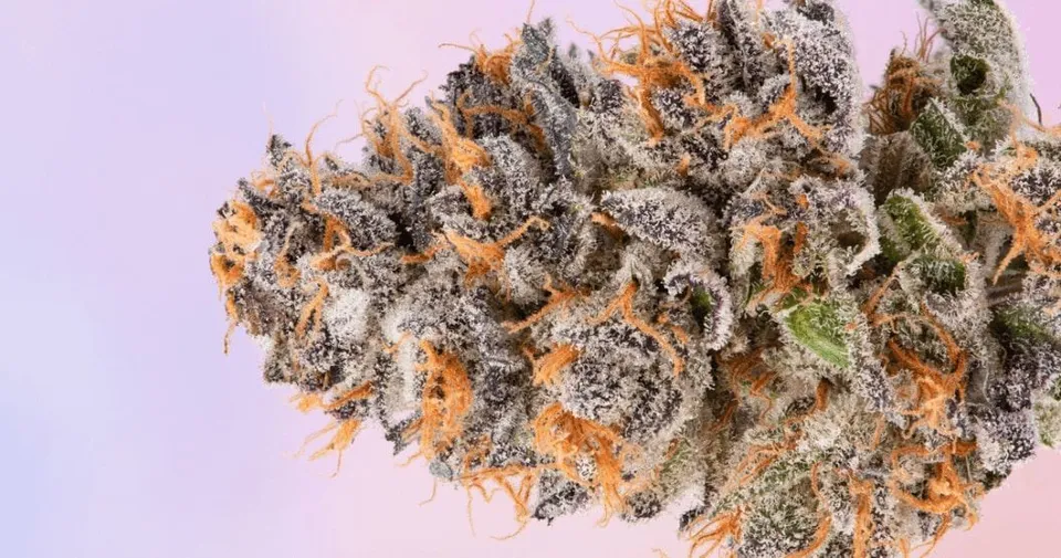 Close-up of a frosty cannabis bud with orange hairs on a light purple background