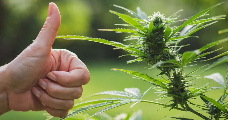 Hand giving thumbs up beside a green cannabis plant outdoors