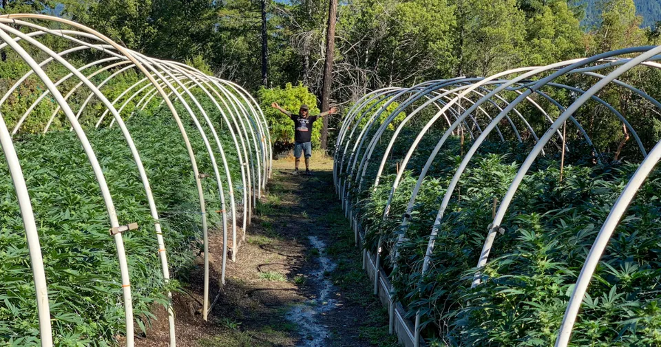 Curved garden trellises lining a narrow path, with green plants growing on both sides under bright sunlight