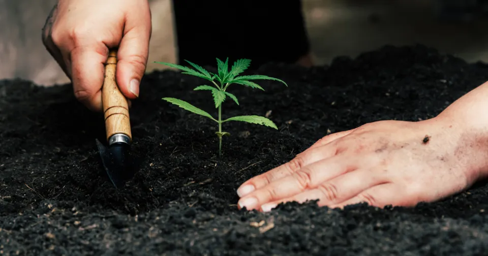Tips on Getting Started with your Cannabis Clone — featured image