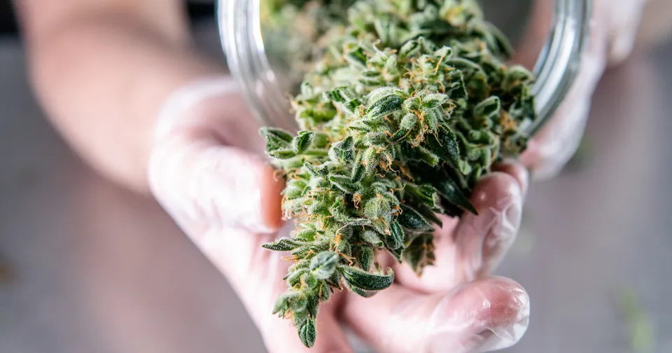 Strains Explained: Best Strains of 2020 — featured image