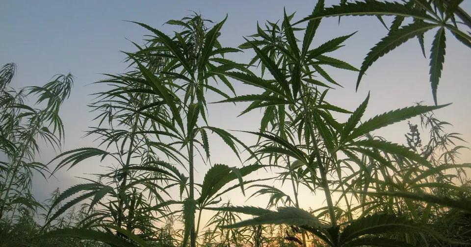 Why Buy Legal Marijuana? — featured image