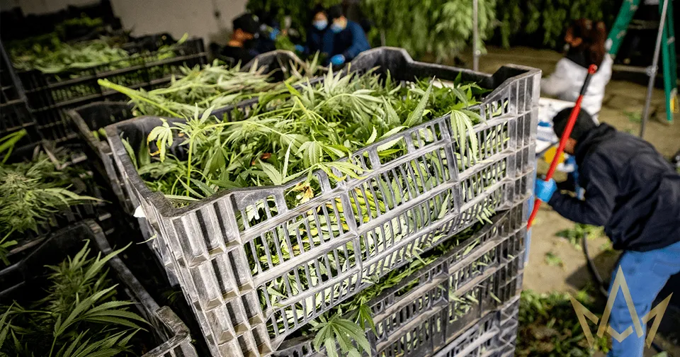 Stacked crates filled with cut green plants in an outdoor garden setting