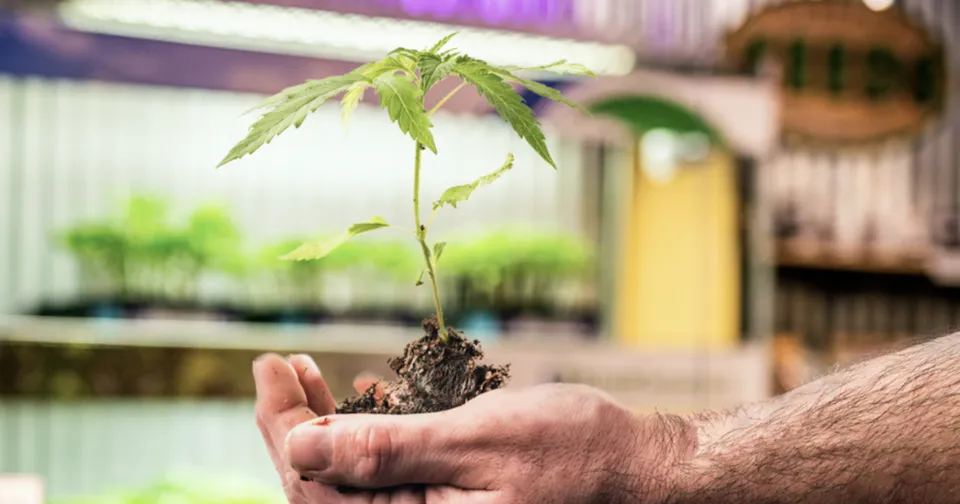 Hands holding a small sapling with soil, ready for planting indoors.