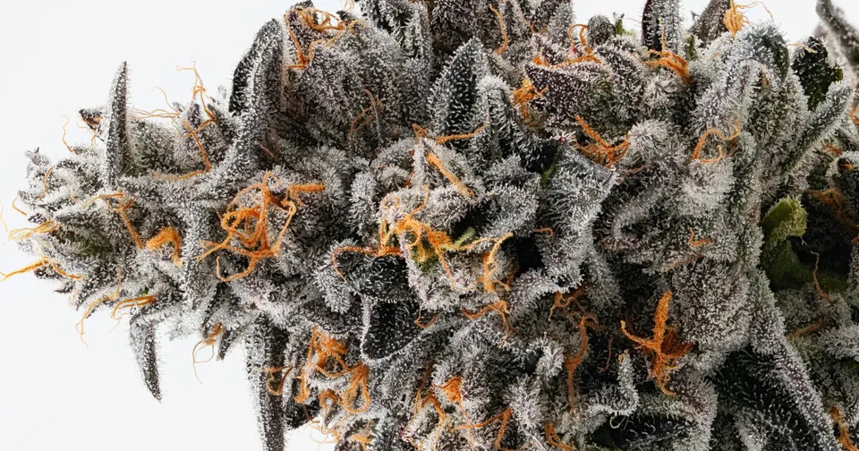 Close-up of a frosty cannabis bud with orange hairs on a white background
