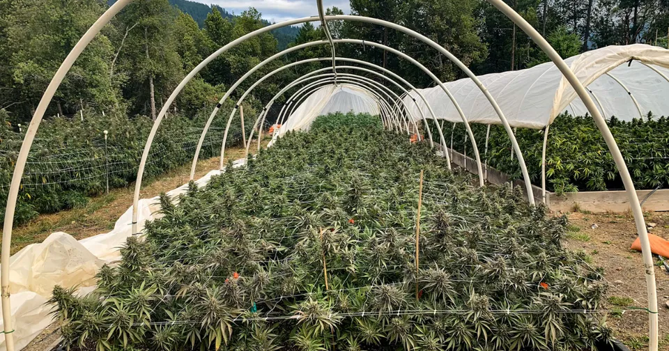 Rows of leafy plants growing under hoop house frames in a sunny field