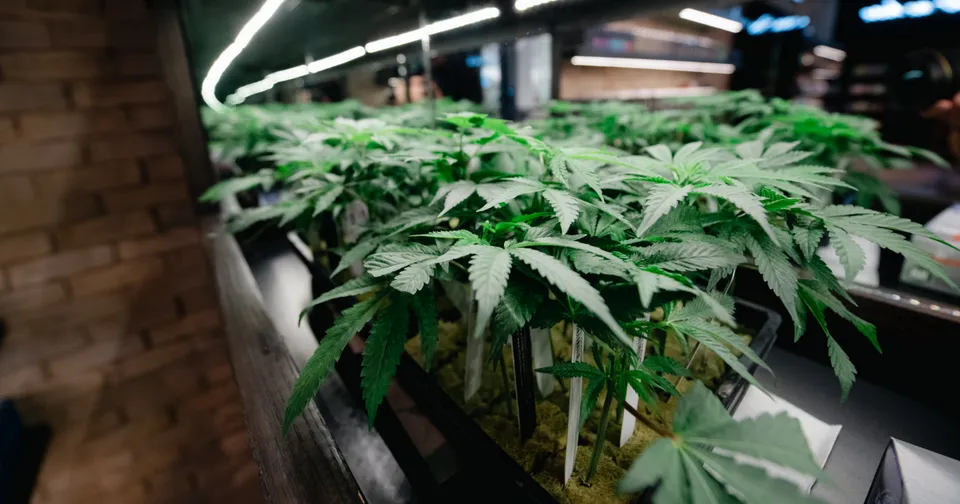 Rows of green cannabis plants growing indoors under bright lights in a brick-walled room