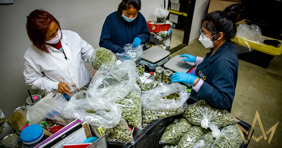 Three people in masks sorting leafy greens into plastic bags at a table indoors.
