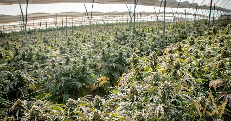 Wide greenhouse filled with rows of flowering cannabis plants under a translucent roof