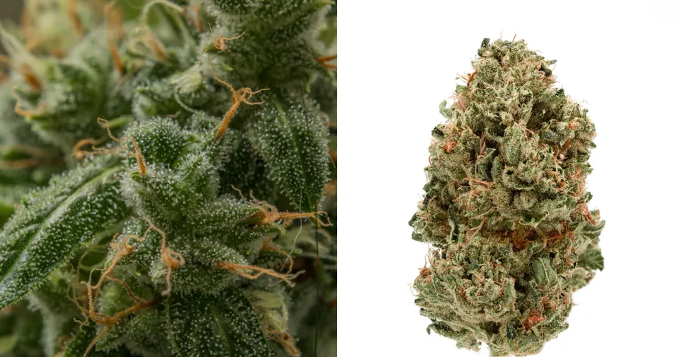 Close-up of frosty cannabis buds with orange hairs, shown beside a single trimmed nug on white background