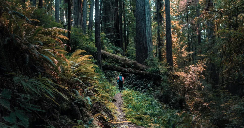 Person hiking on a narrow trail through a lush, dense forest with tall trees and ferns