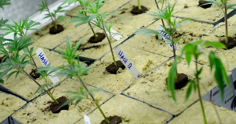 How to Safely Introduce Clones Into Your Garden — featured image